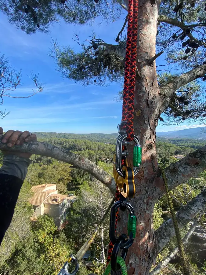 Enzo Cotta en hauteur dans un pin en bord de falaise à Cotignac, chantier en cours