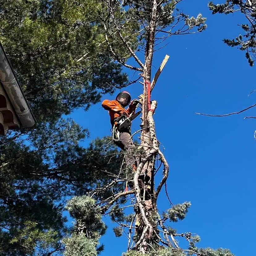 Enzo Cotta encordé dans un arbre pendant un démontage à Aups