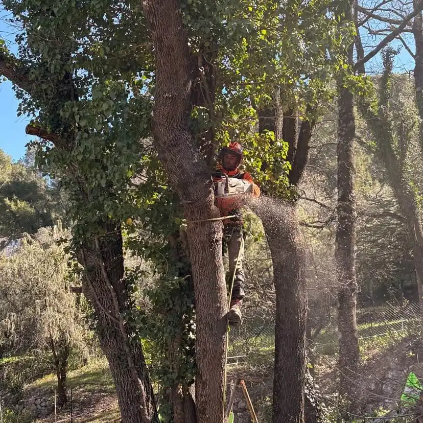 Enzo Cotta en hauteur dans un chêne à Salernes, tronçonneuse à la main